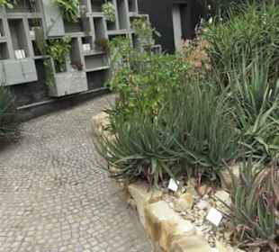 Wüstenpflanzen -  Alter Botanischer Garten