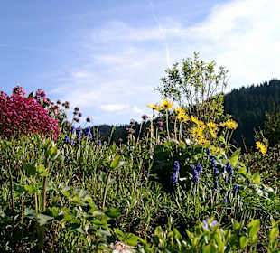Frühling im Schwarzwald