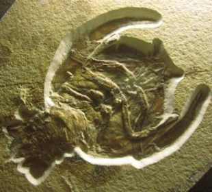 Stockkrebs Cycleryon aus Gruppe der Eryoniden