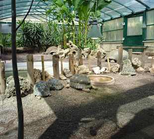 Strahlenschildkröte und Aldabra-Riesenschildkröte