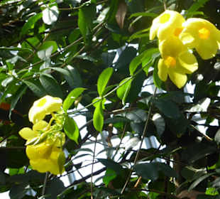 Botanischer Garten Berlin-Dahlem