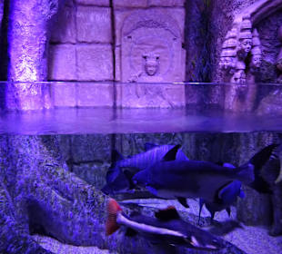 Antalya - Aquarium Park