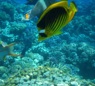 Tabak- und Falterfisch