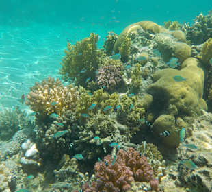 Schnorcheln Marsa Alam