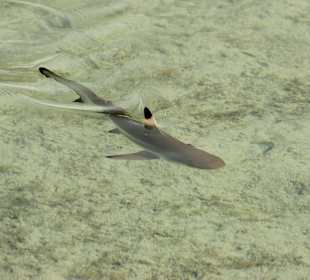 Riffhai am Hotel-Steg