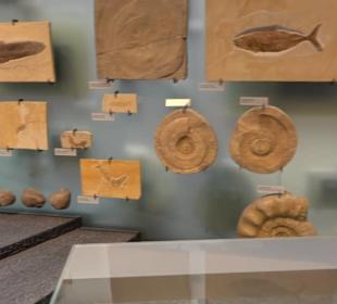 Museum für Naturkunde