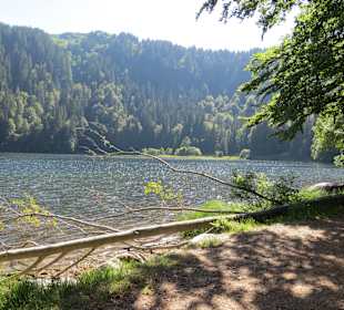 Feldbergsee