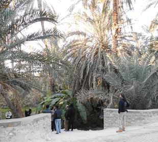 Palmenoase / Datteln in Tunesien