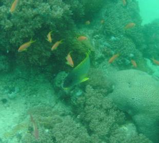 Fische