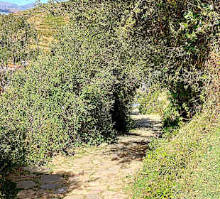 Wandern Isla del Sol