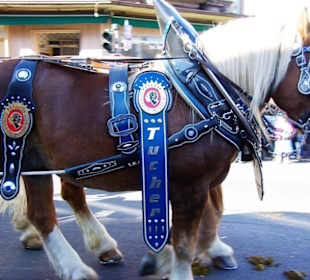 Tucher Bräu 6 Rheinländischen Kaltblüter