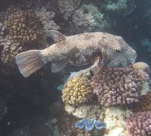 Hausriff - Kofferfisch