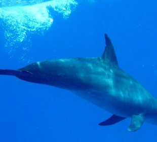 Delfine erleben mit Yasser