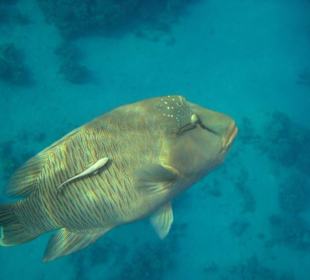 Am Hausriff Hotel Baron Resort