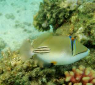 Beim Schnorcheln gesehen - Kaiserfisch