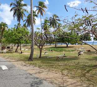 Ziegen auf der Weide