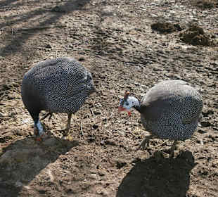Verschiedene Vögel (im Straußengehege)