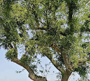 Wandern Niederwaldkirchen