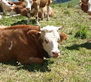 Kühe auf den oberen Almwiesen