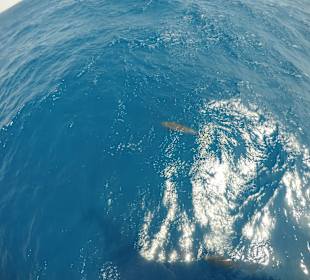 Egypt Explorer Diving Center Marsa Alam