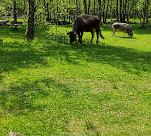 Wandern Fulpmes/Stubaital