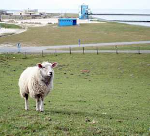 Schaf am Strand