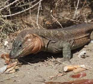 Gran Canaria Rieseneidechse