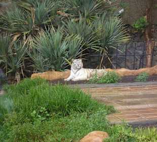 Weisse Tiger