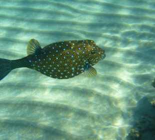 Igelfisch am Hotel Jaz Blumarine