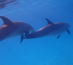 Einmalie Erlebnisse mit Mo´s Delfinen