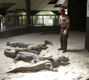 Krokodilshow