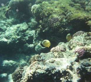 Die Fische am Hausriff