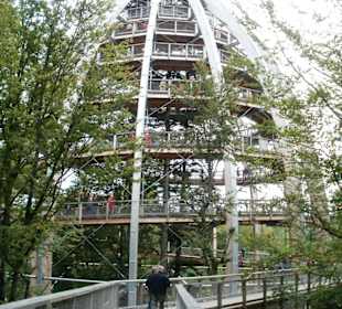 Vom Pfad zum Baumturm