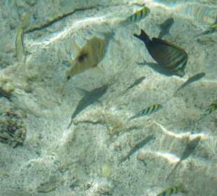 Bunte Fische