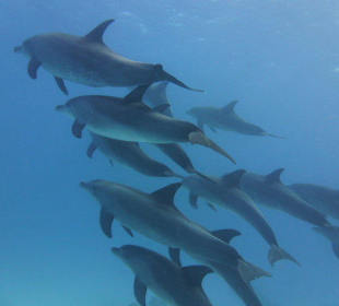 So viele wunderbar...