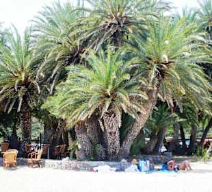 Piękne palmy na Vai Bay