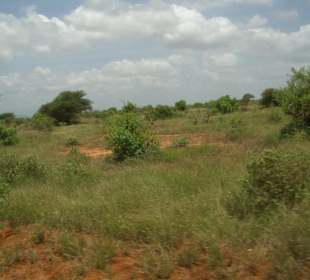 Tsavo Ost
