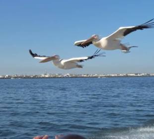 Pelikane fliegen neben dem Speedboot