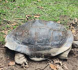 Natütlich gibt es sie dort auch