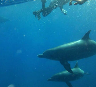 So Nahe bei freigebenden Delfinen 