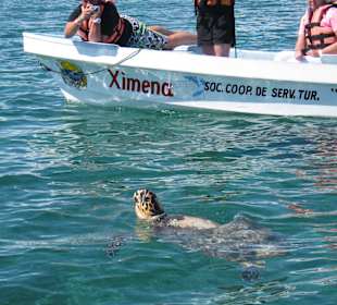 Schildkröte in Sian Kaan
