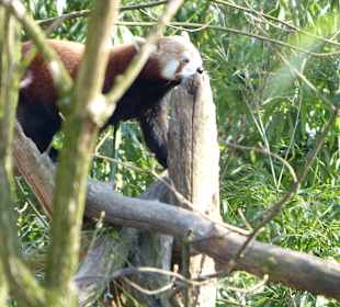Der kleine Pandabär