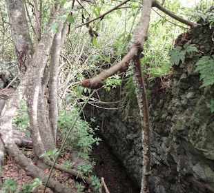 Im Naturpark Los Tilos de Moya
