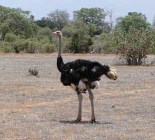 Straußenmann