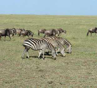 Нгоронгоро