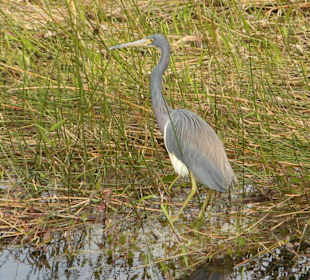 Everglades National Park: Anhinga Trail