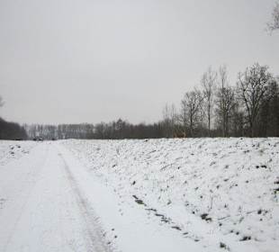 Am Rheindamm im Winter