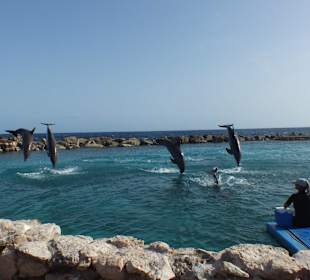 Sea Aquarium - Delfinshow