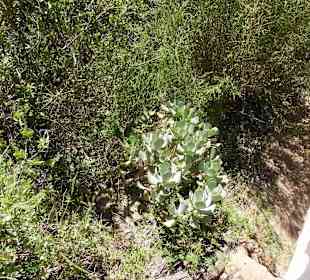 Aussichtspunkt Knysna