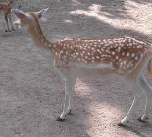Wildpark Lüneburger Heide